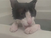 猫を風呂に入れたら普通にくつろいでた